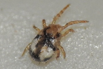 Dermanyssus gallinae