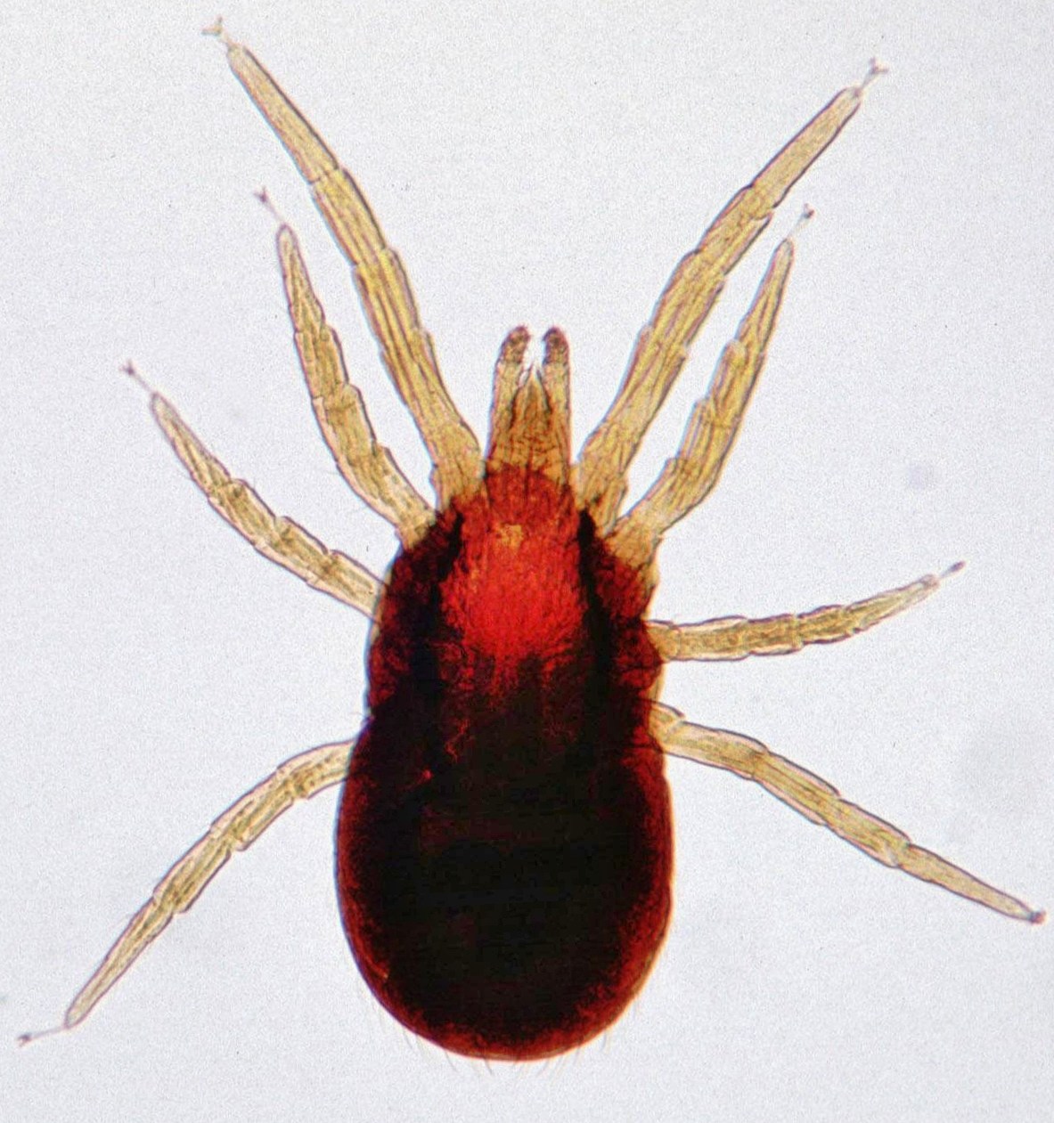 Dermanyssus gallinae