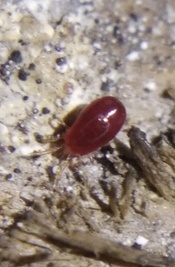 Dermanyssus gallinae