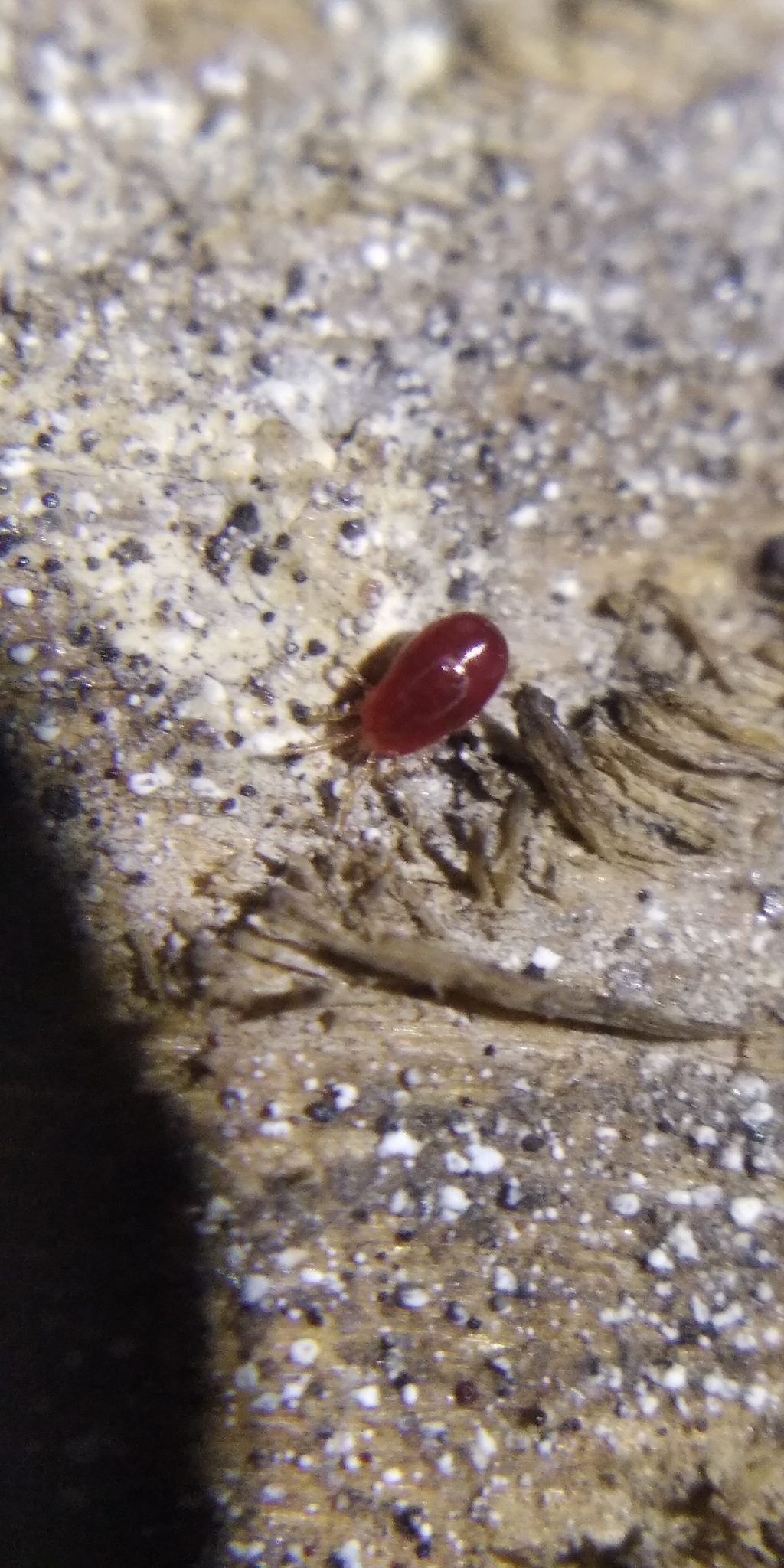 Dermanyssus gallinae