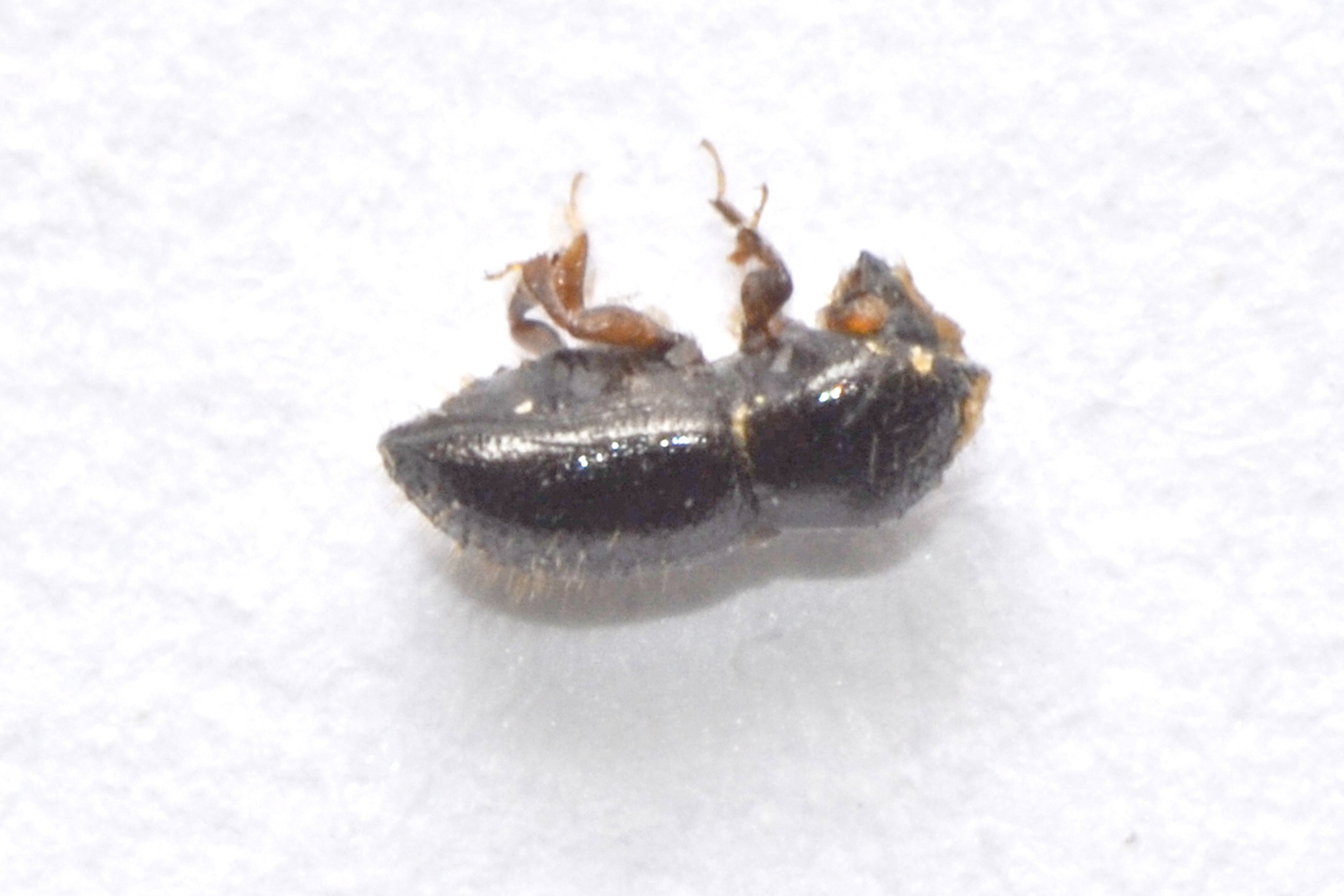 Euwallacea fornicatus