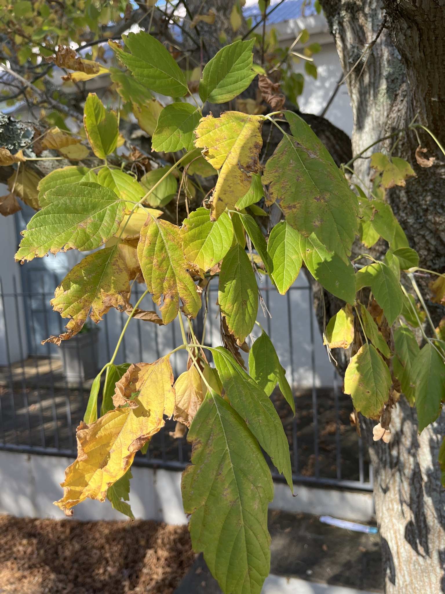 Euwallacea fornicatus