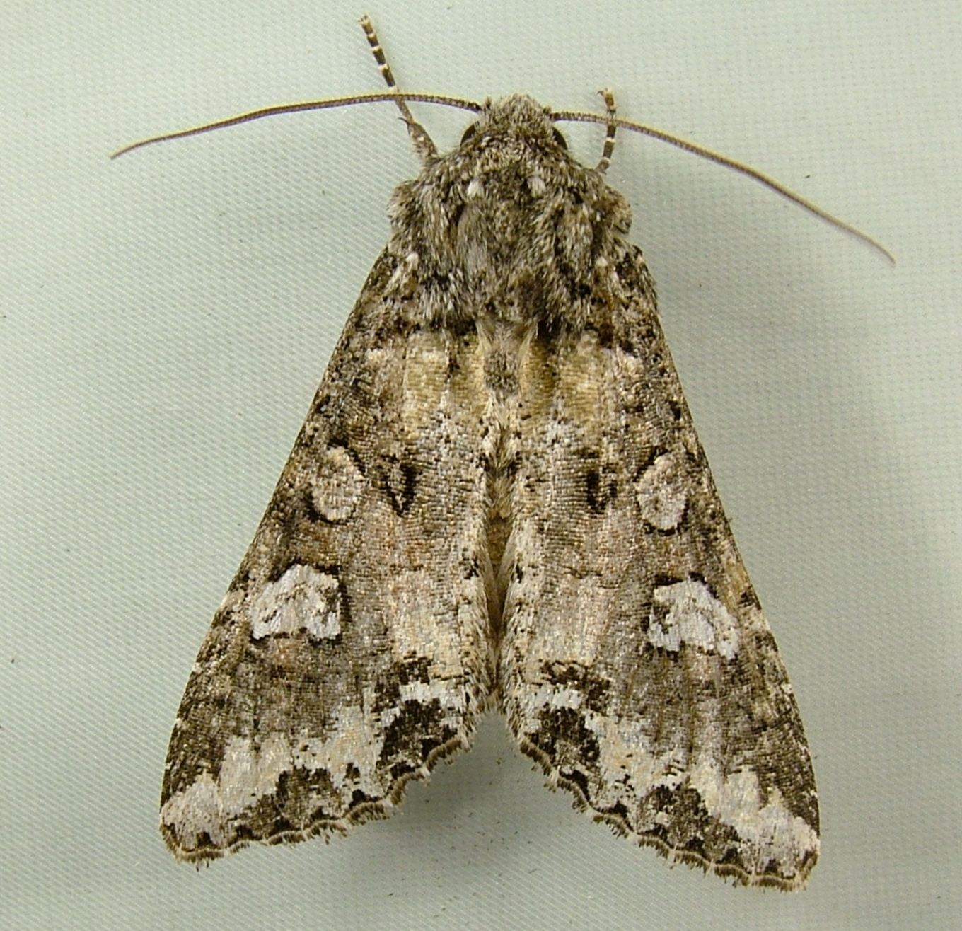 Mamestra configurata