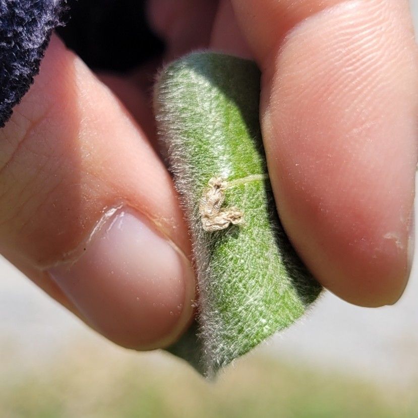 Corythucha salicata