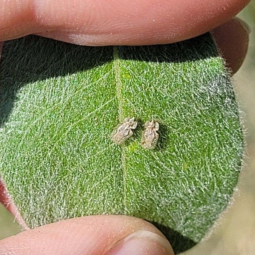 Corythucha salicata