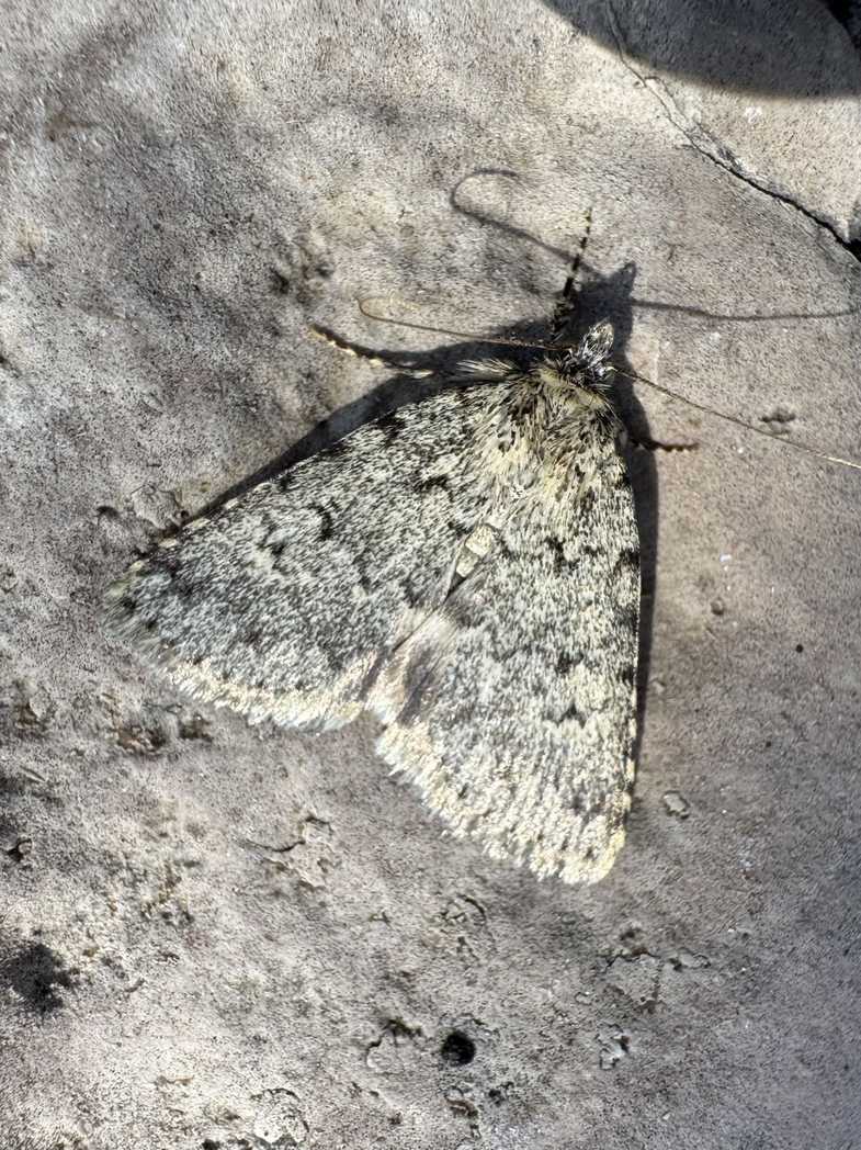 Autophila ligaminosa
