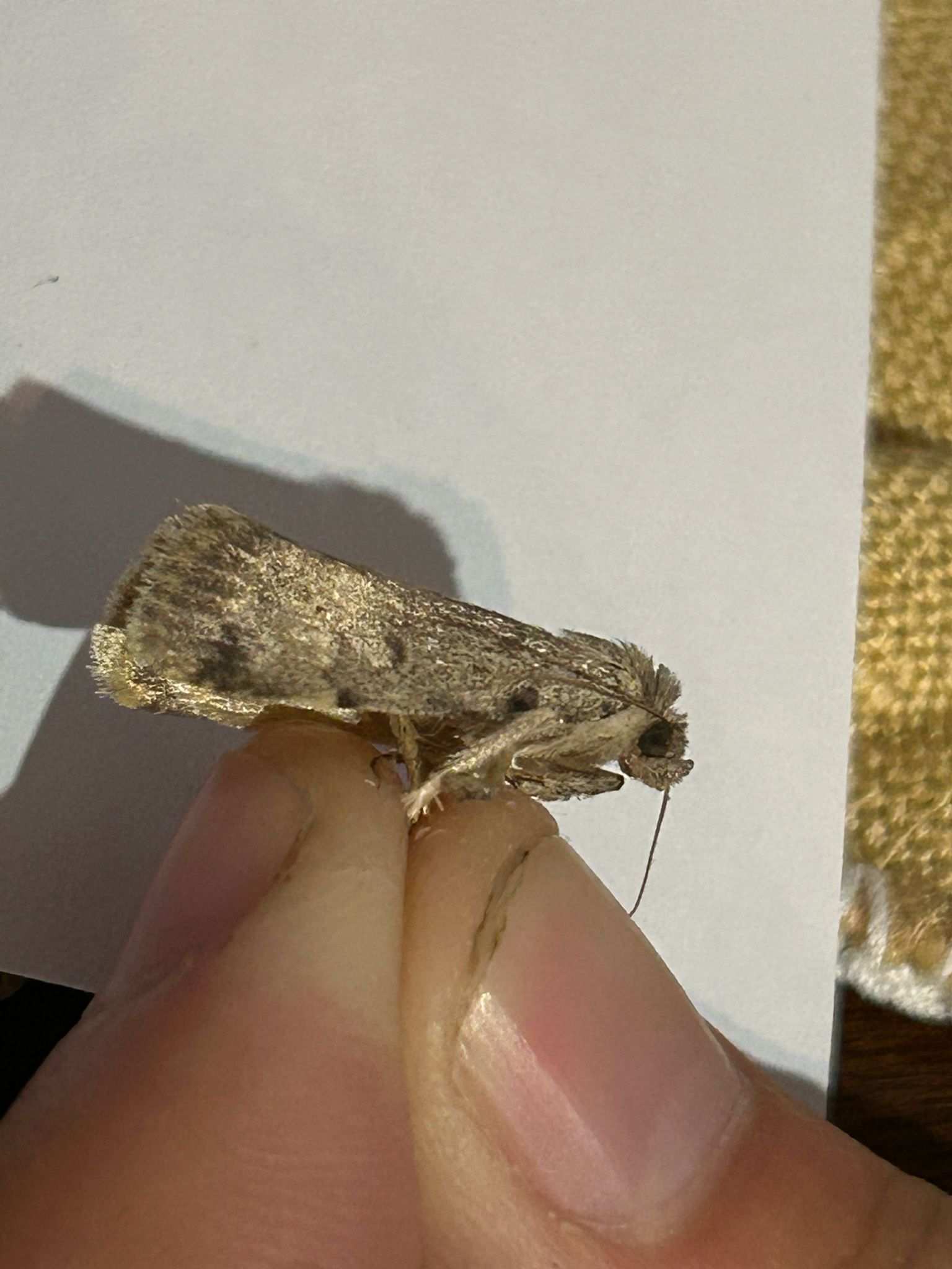 Autophila ligaminosa