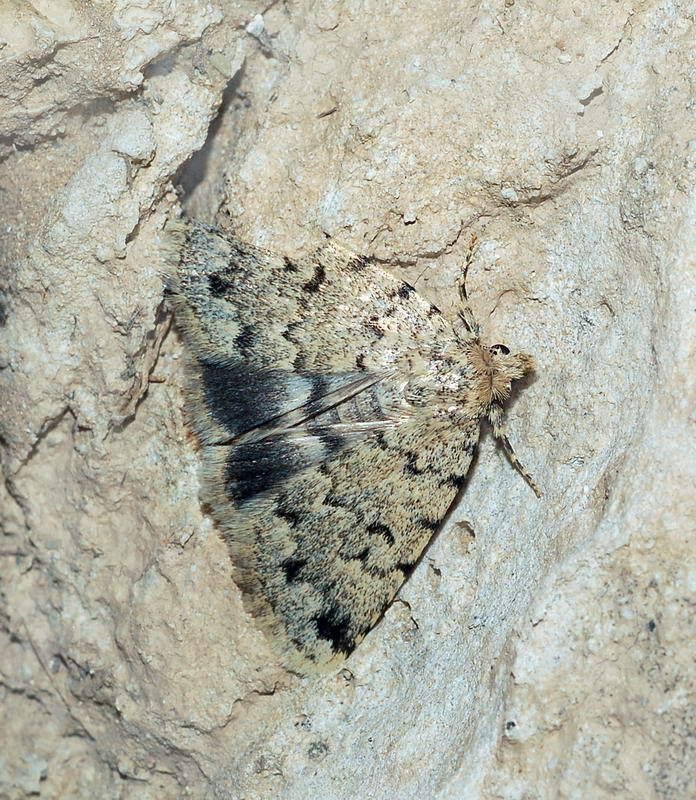Autophila ligaminosa