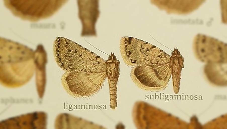 Autophila ligaminosa