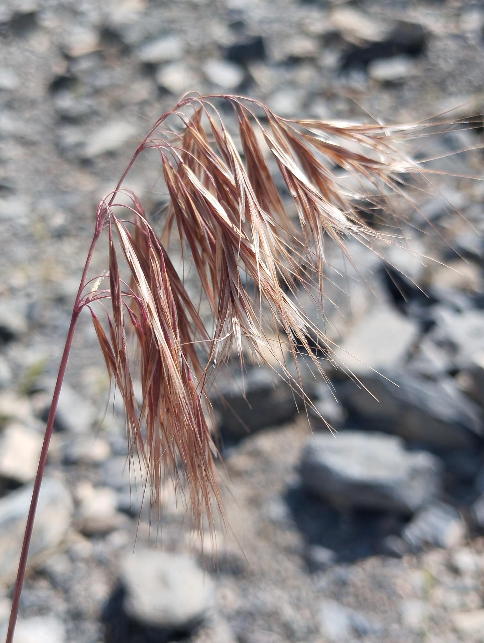 Bromus sterilis