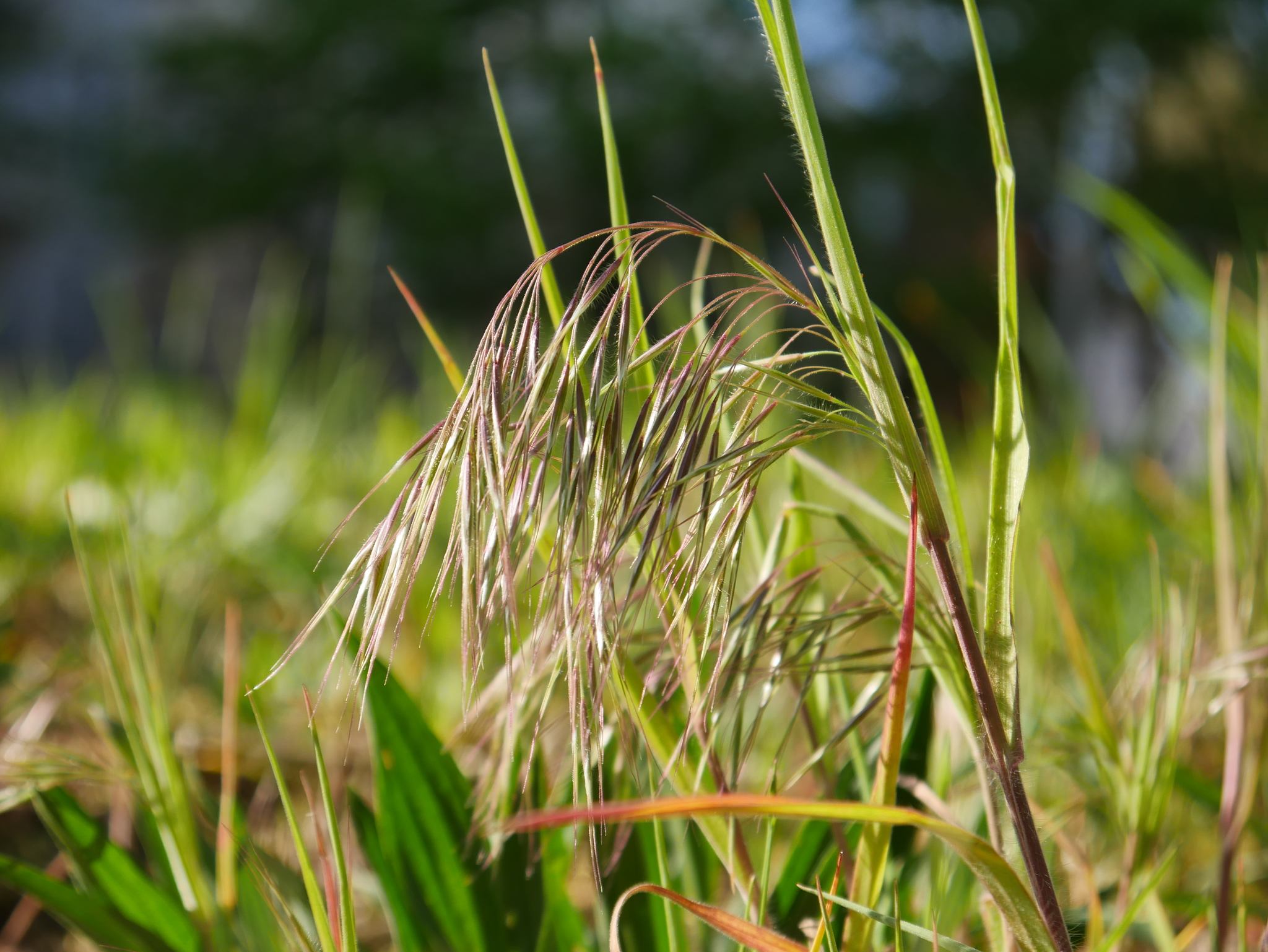 Bromus sterilis