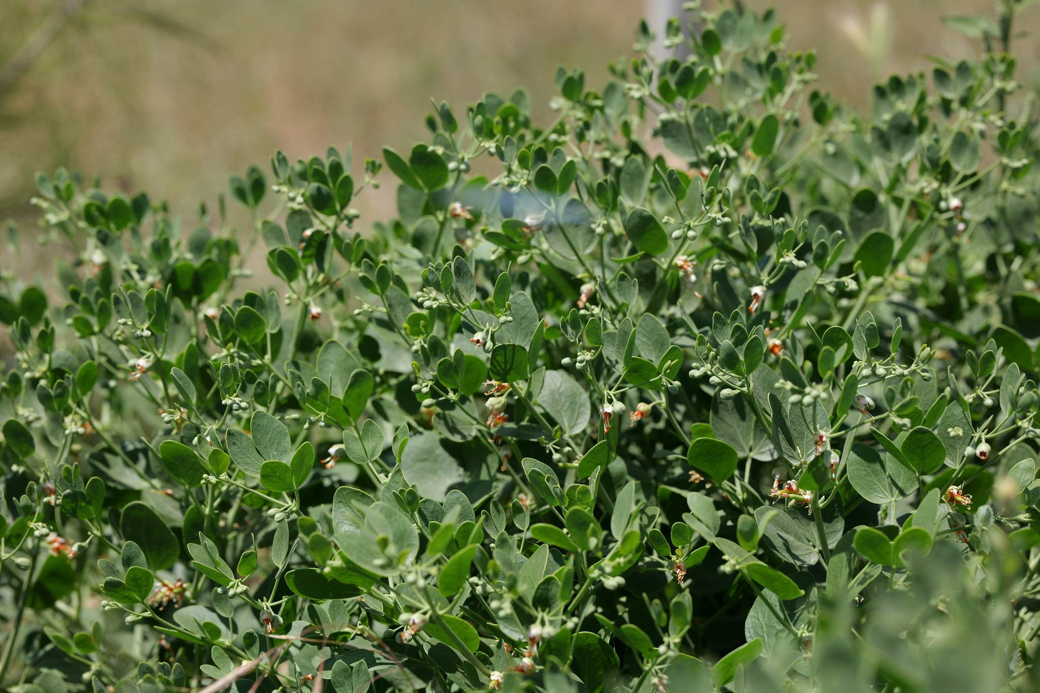 Zygophyllum fabago