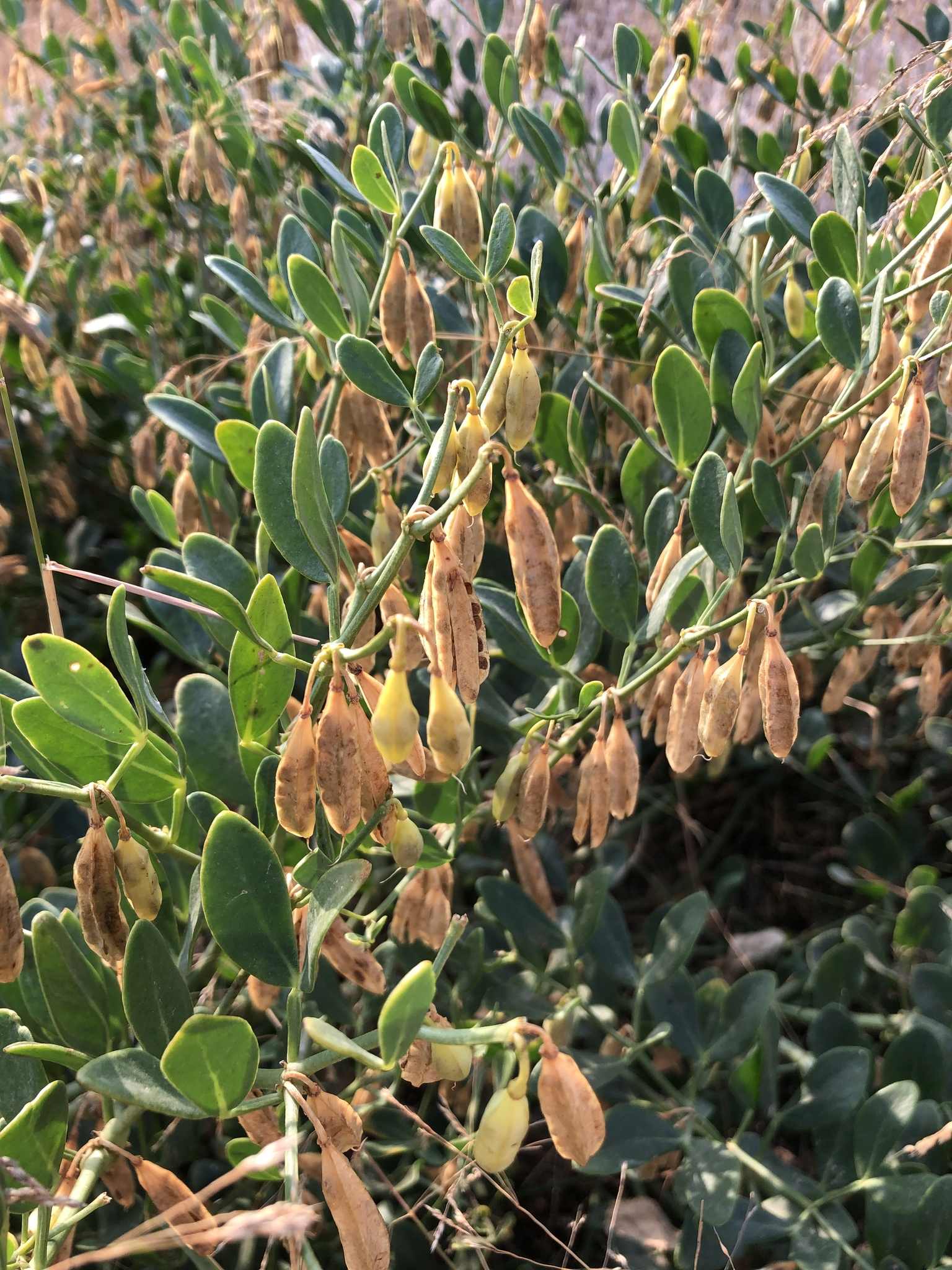 Zygophyllum fabago
