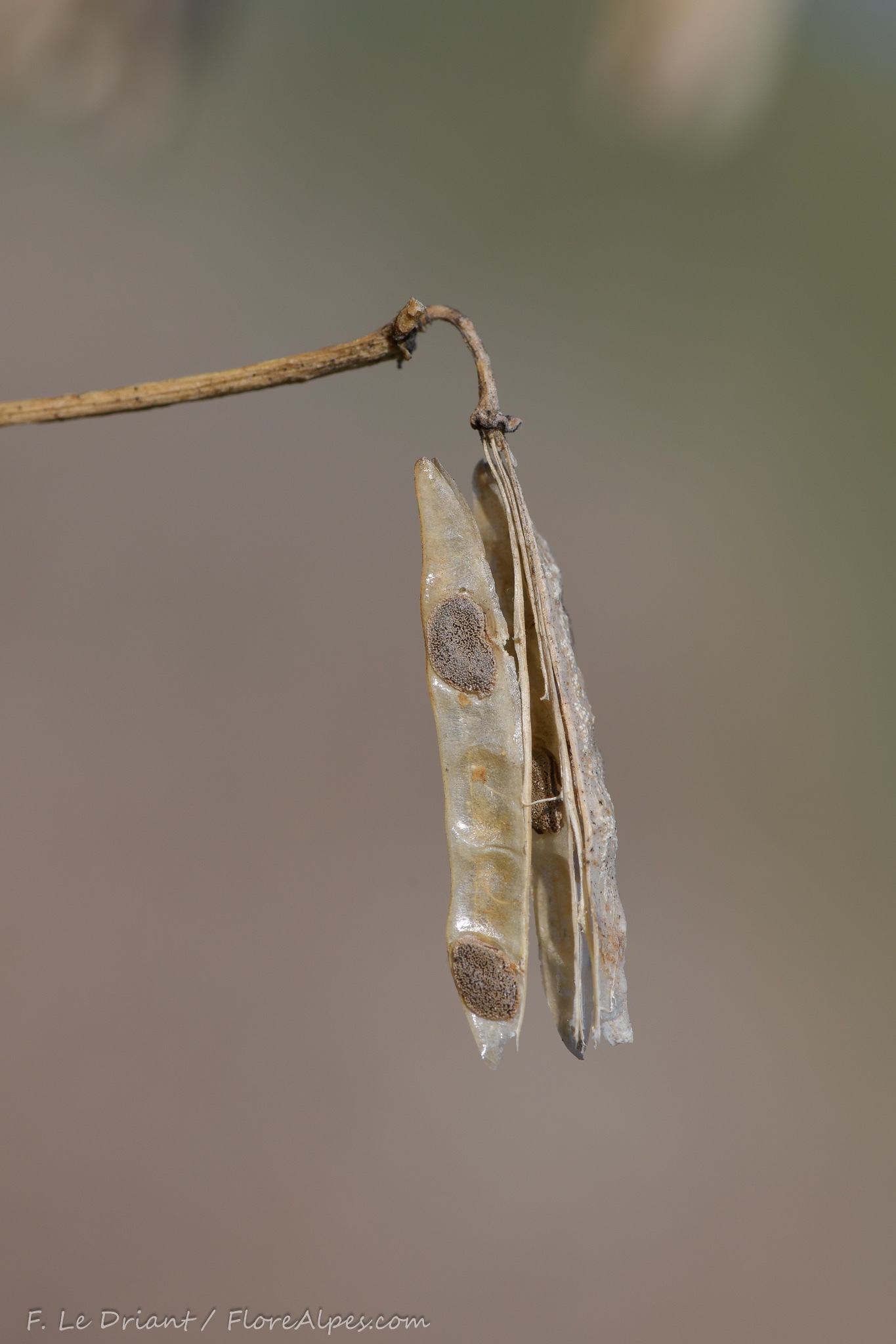 Zygophyllum fabago