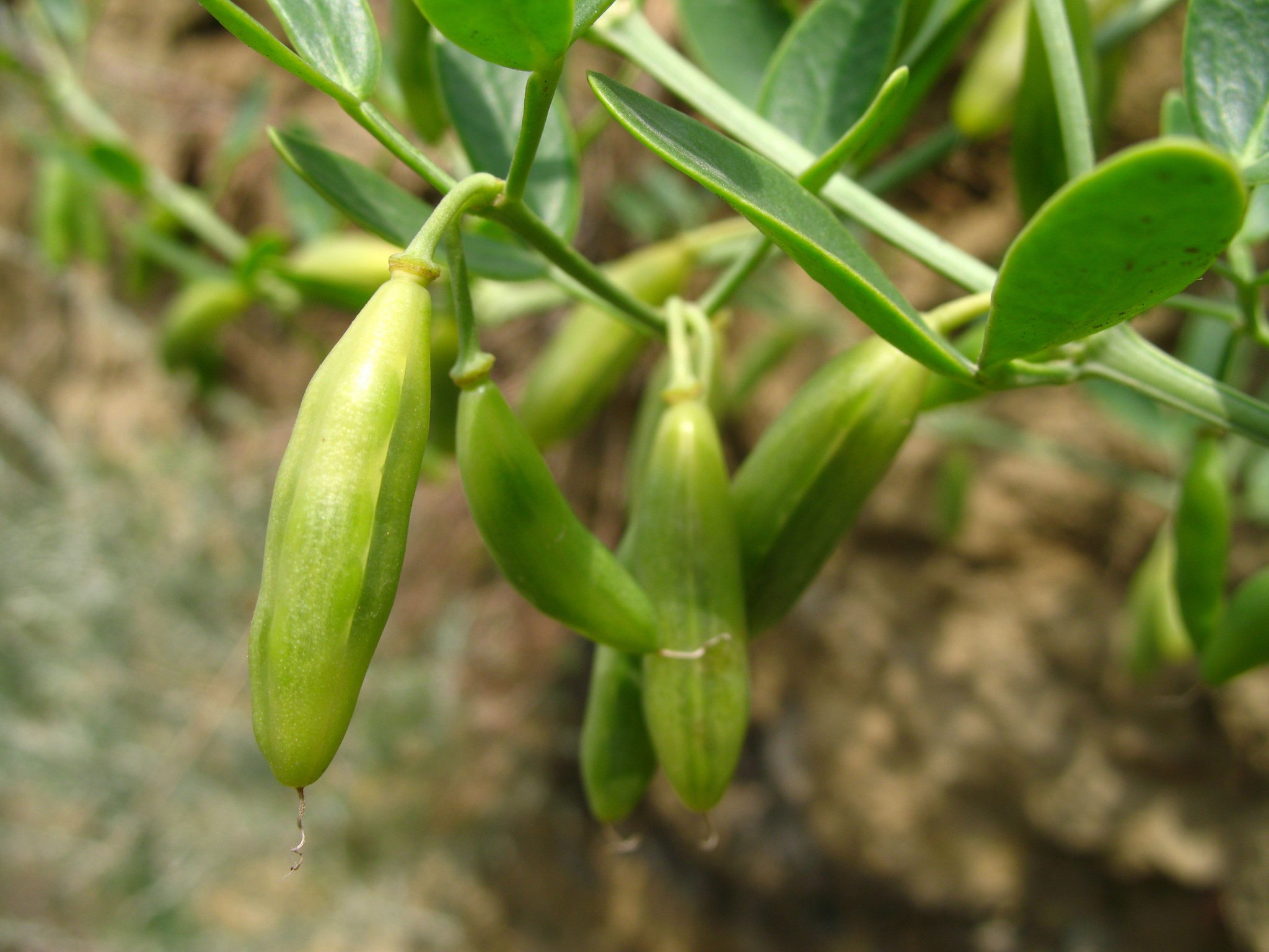 Zygophyllum fabago