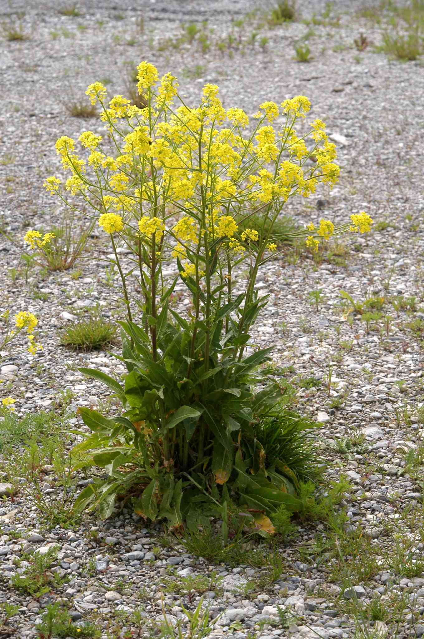 Bunias orientalis