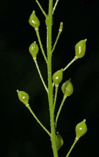 Bunias orientalis
