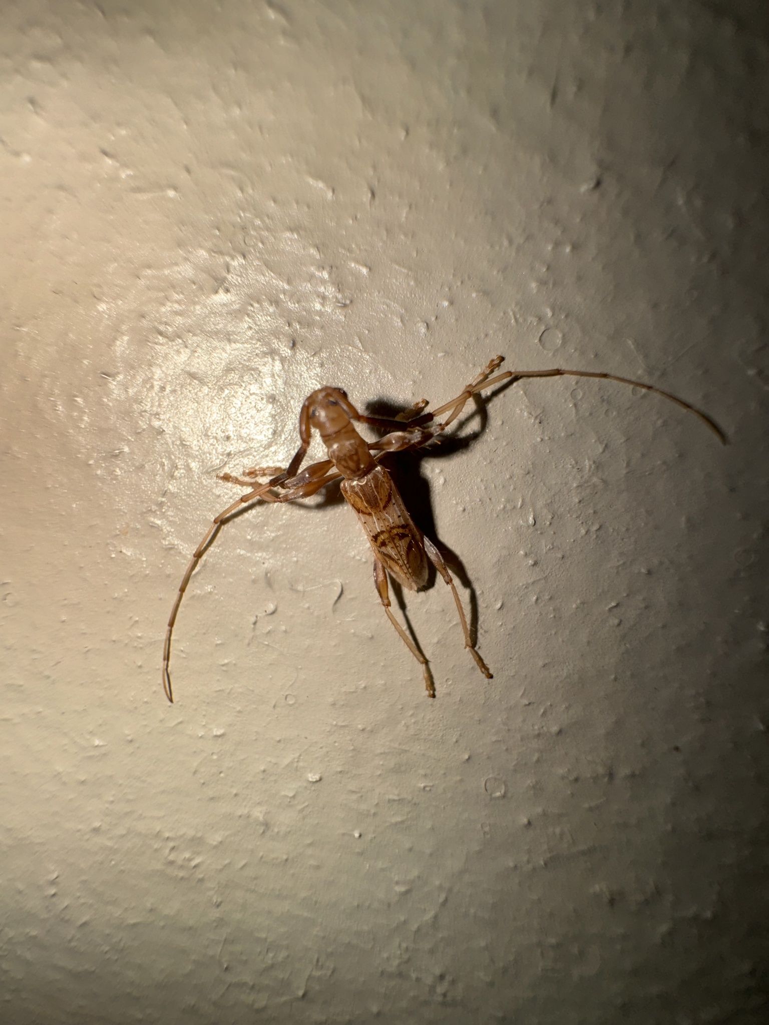 Compsibidion vanum