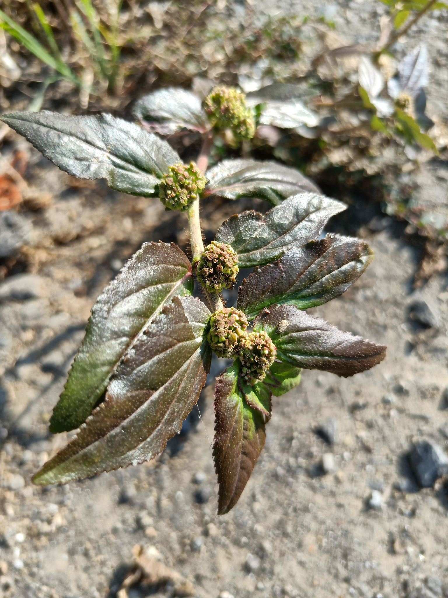 Euphorbia hirta