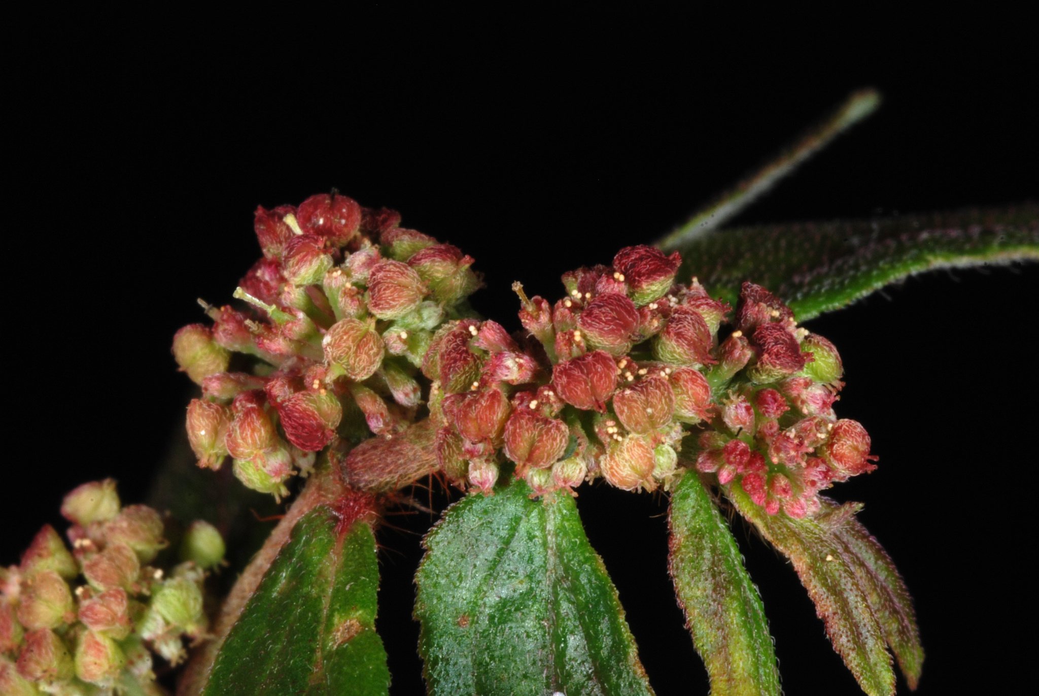 Euphorbia hirta