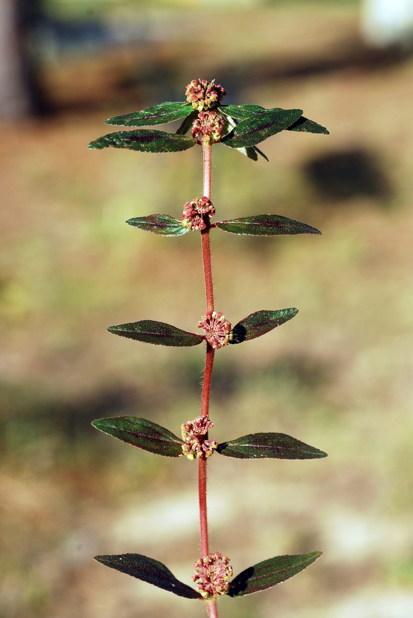 Euphorbia hirta