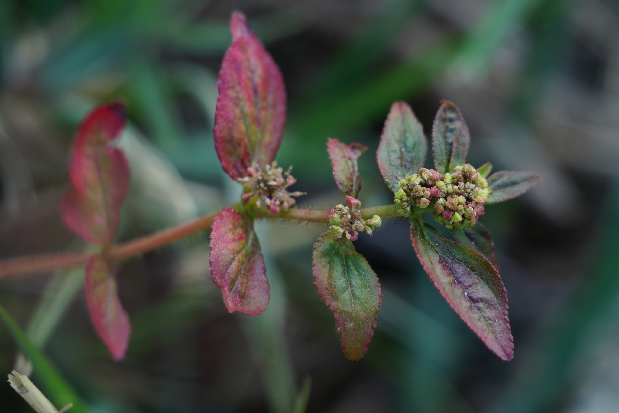 Euphorbia hirta