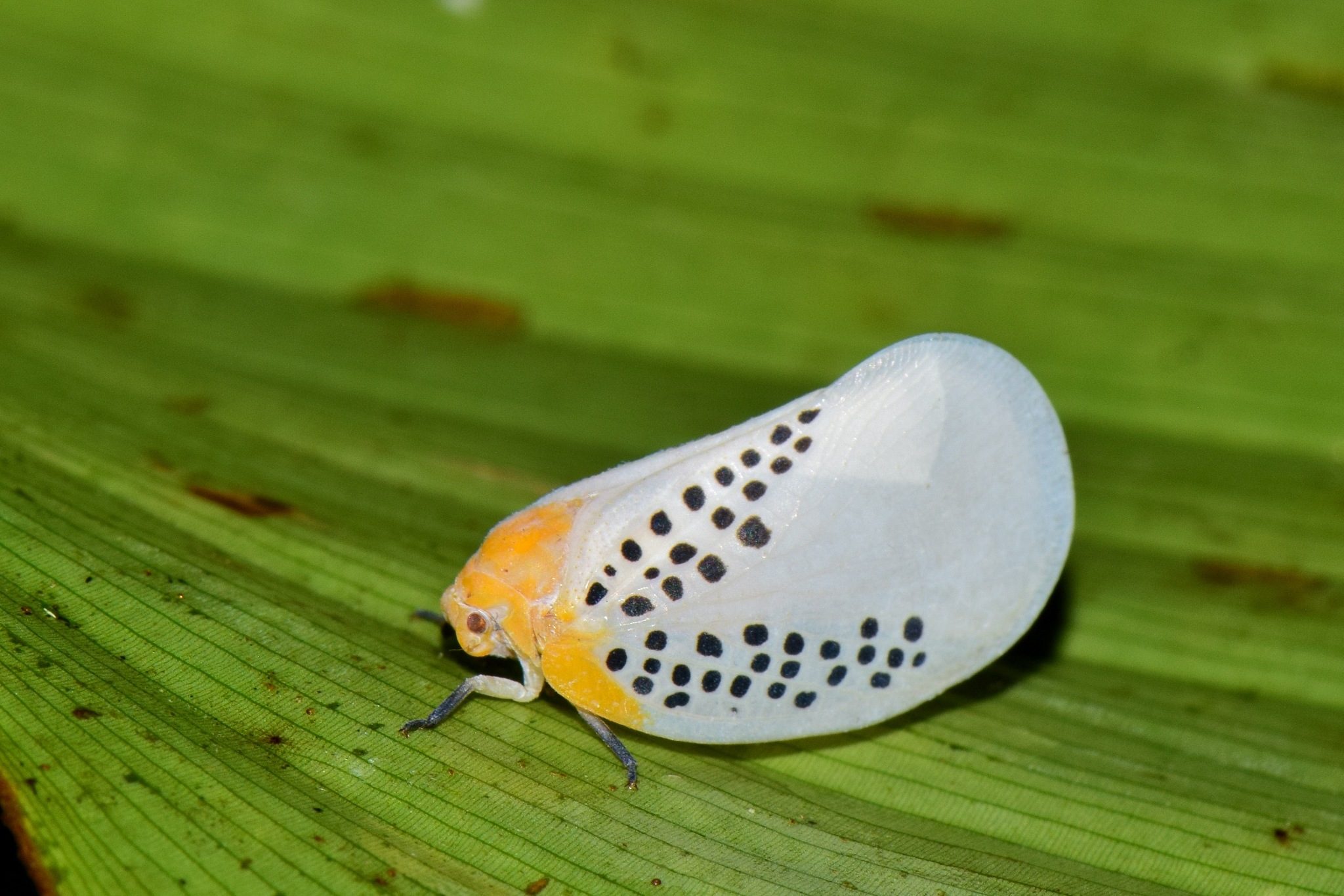 Poekilloptera phalaenoides