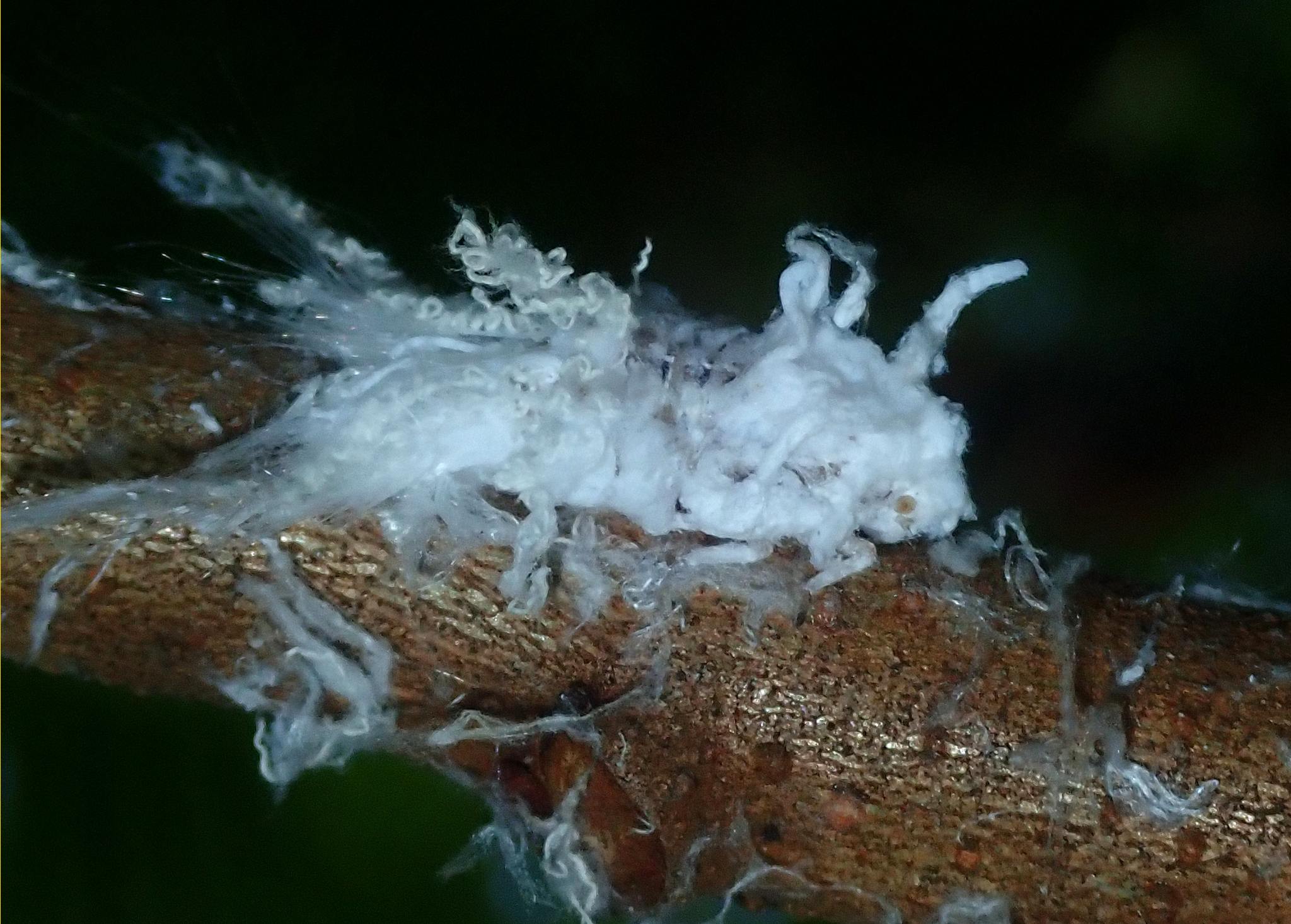 Poekilloptera phalaenoides