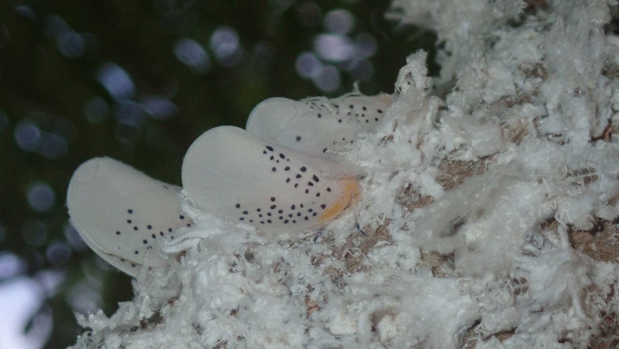 Poekilloptera phalaenoides