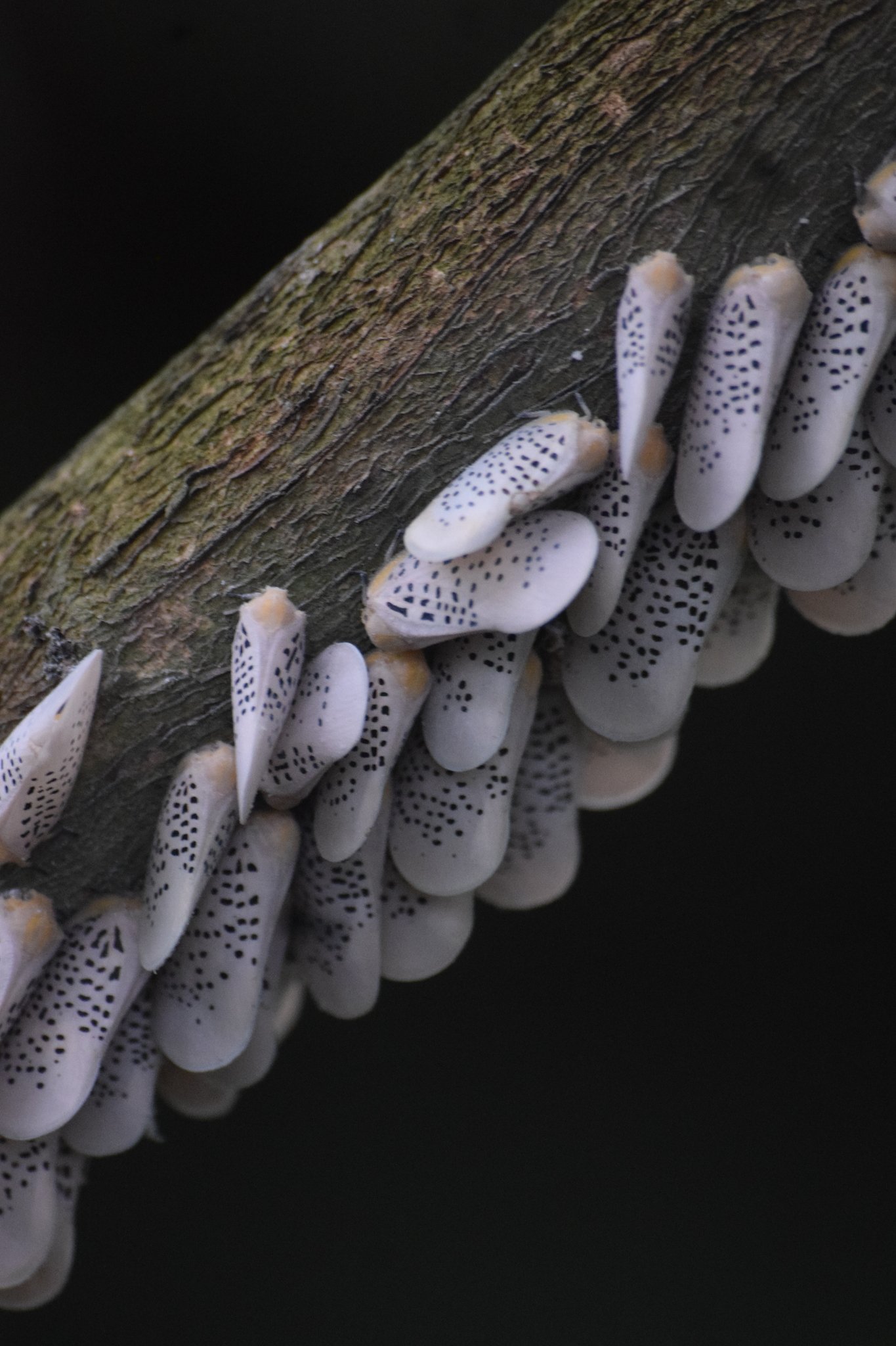 Poekilloptera phalaenoides