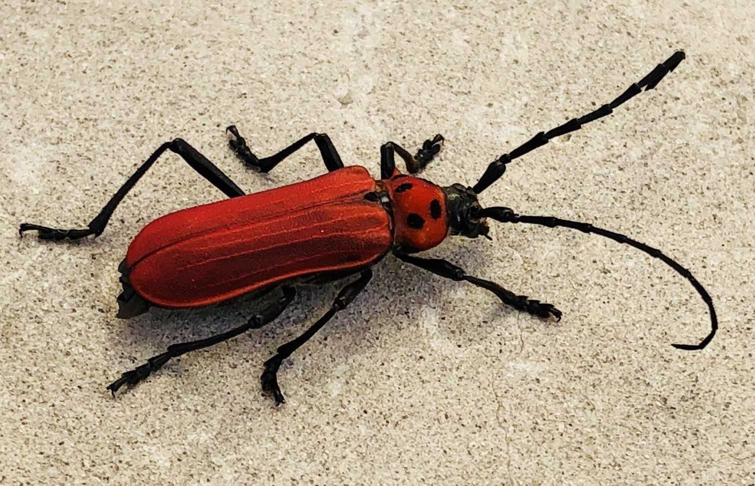 Purpuricenus temminckii