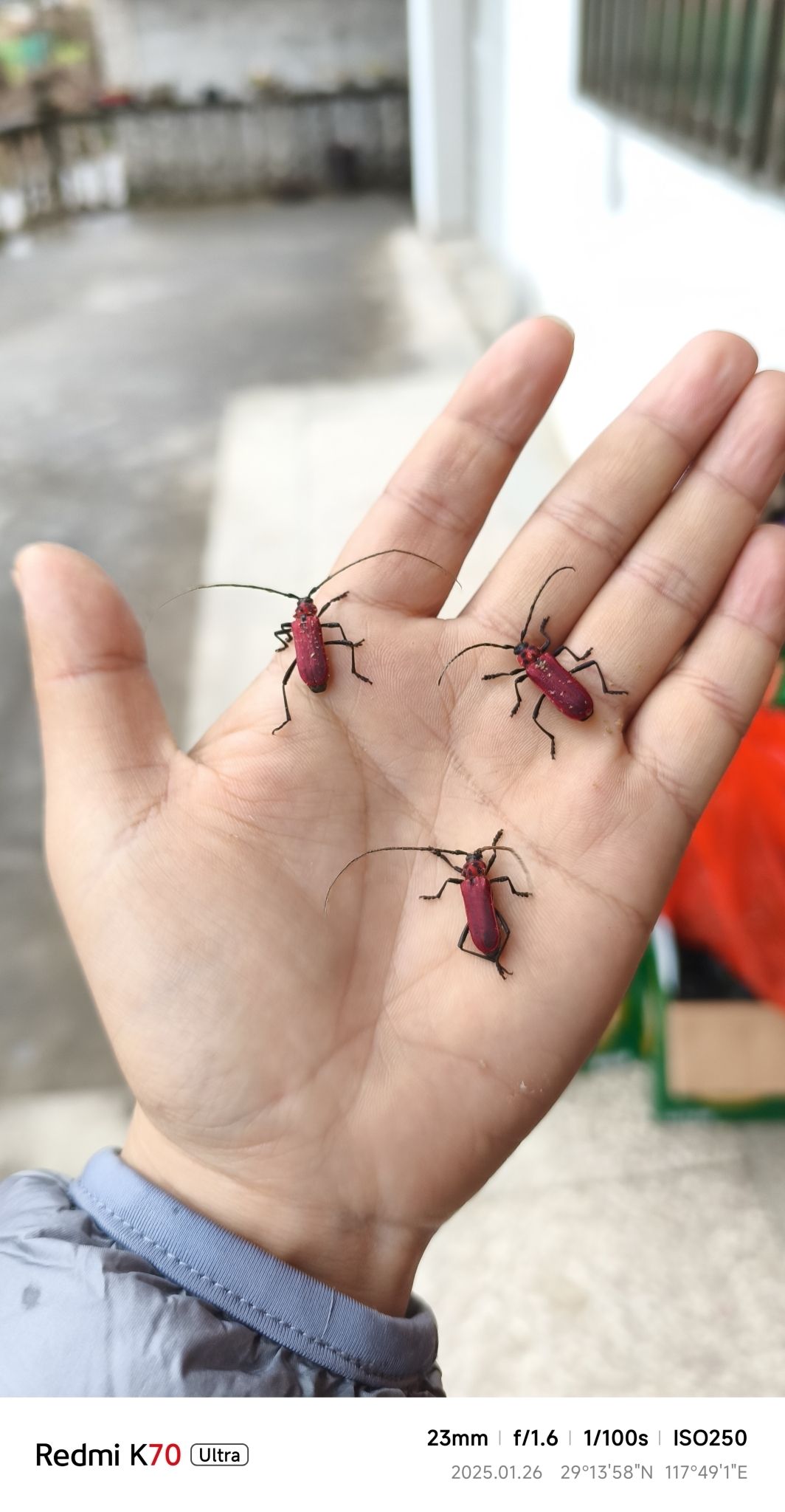 Purpuricenus temminckii