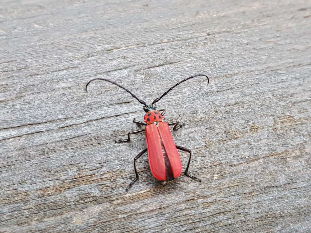 Purpuricenus temminckii
