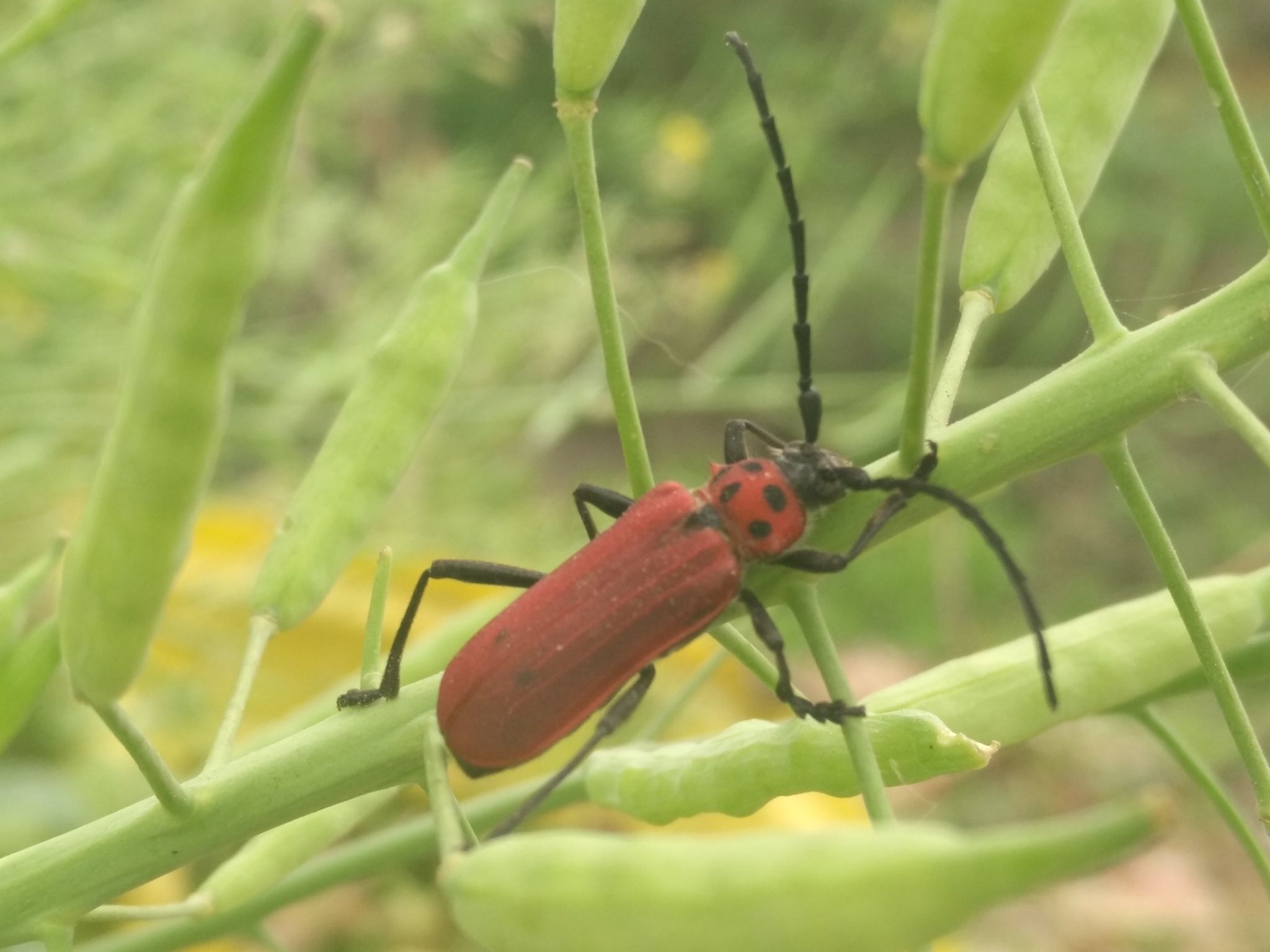Purpuricenus temminckii
