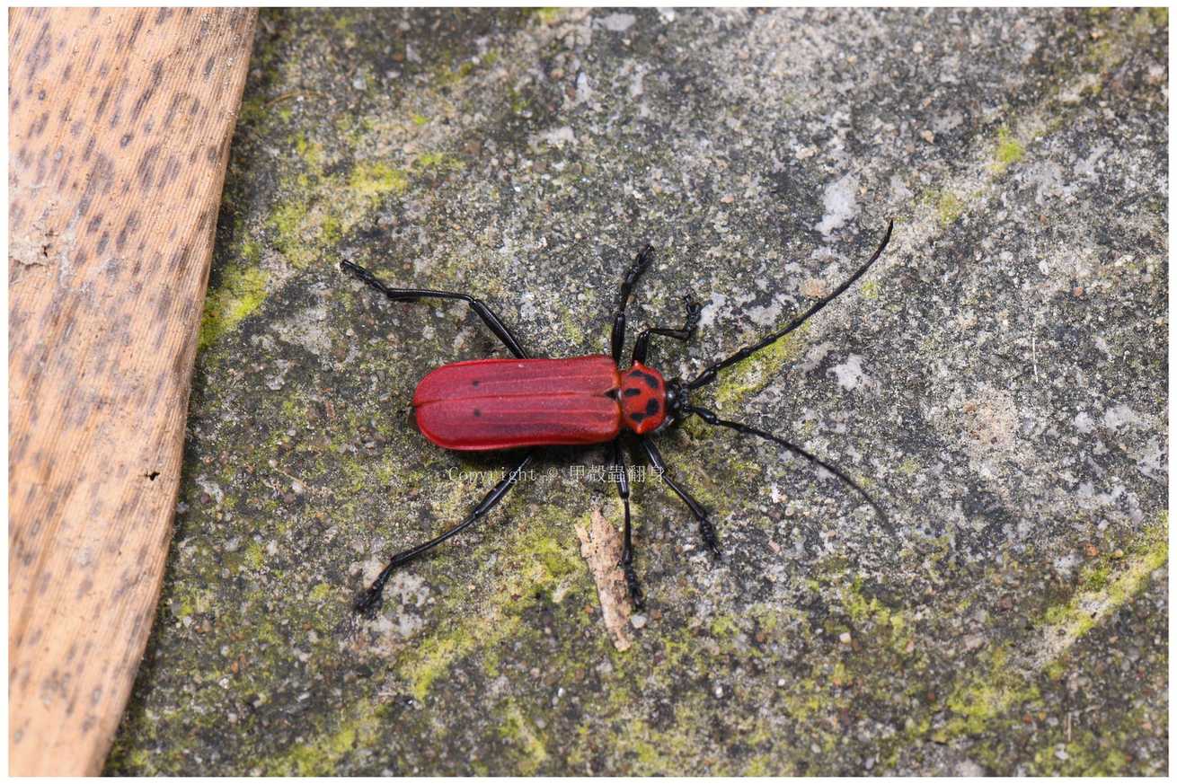 Purpuricenus temminckii