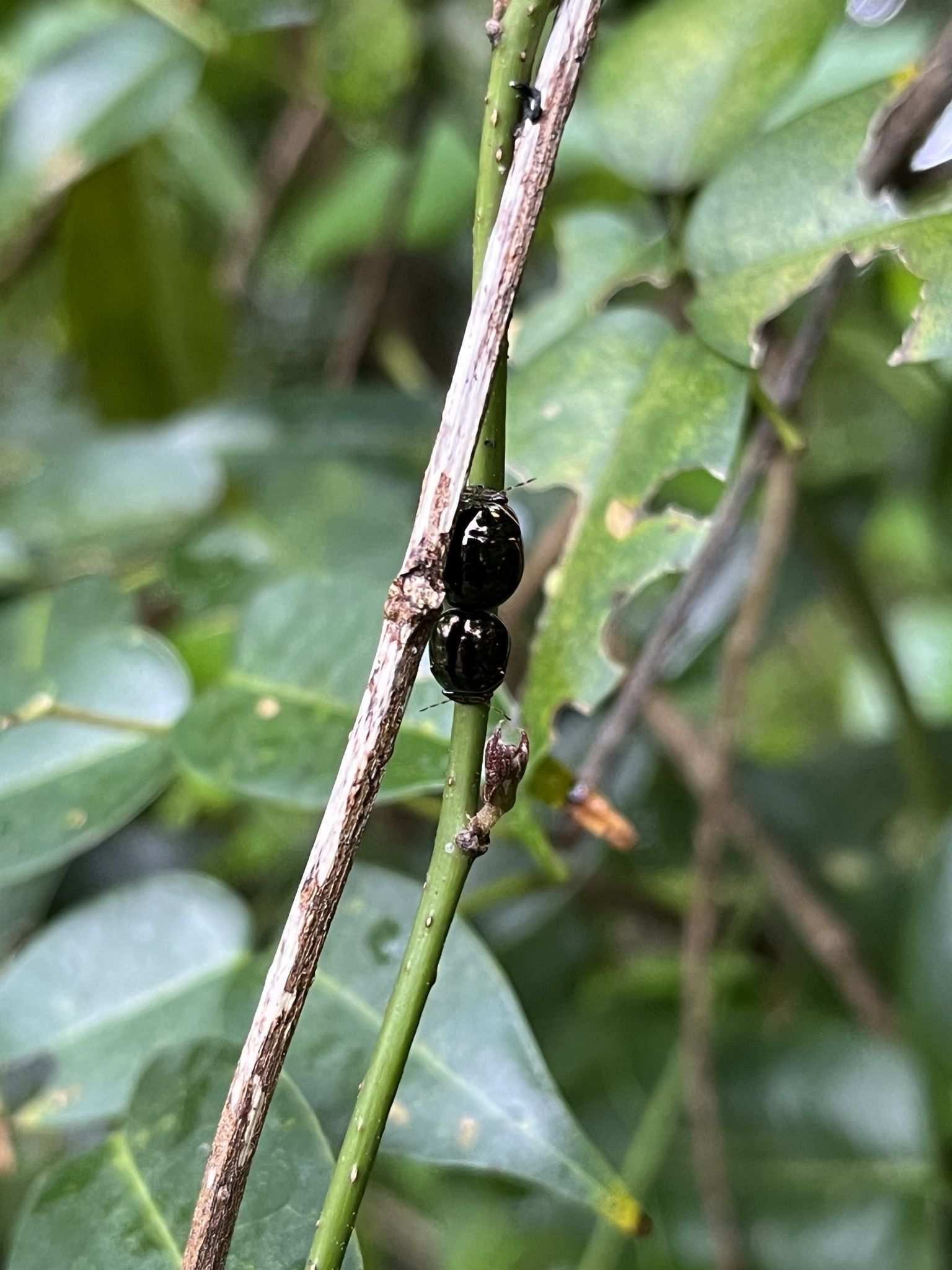 Brachyplatys vahlii