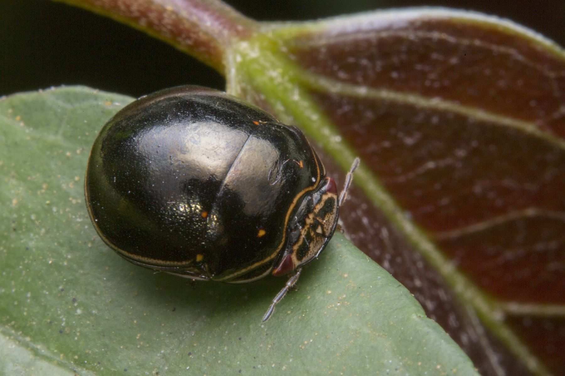 Brachyplatys vahlii