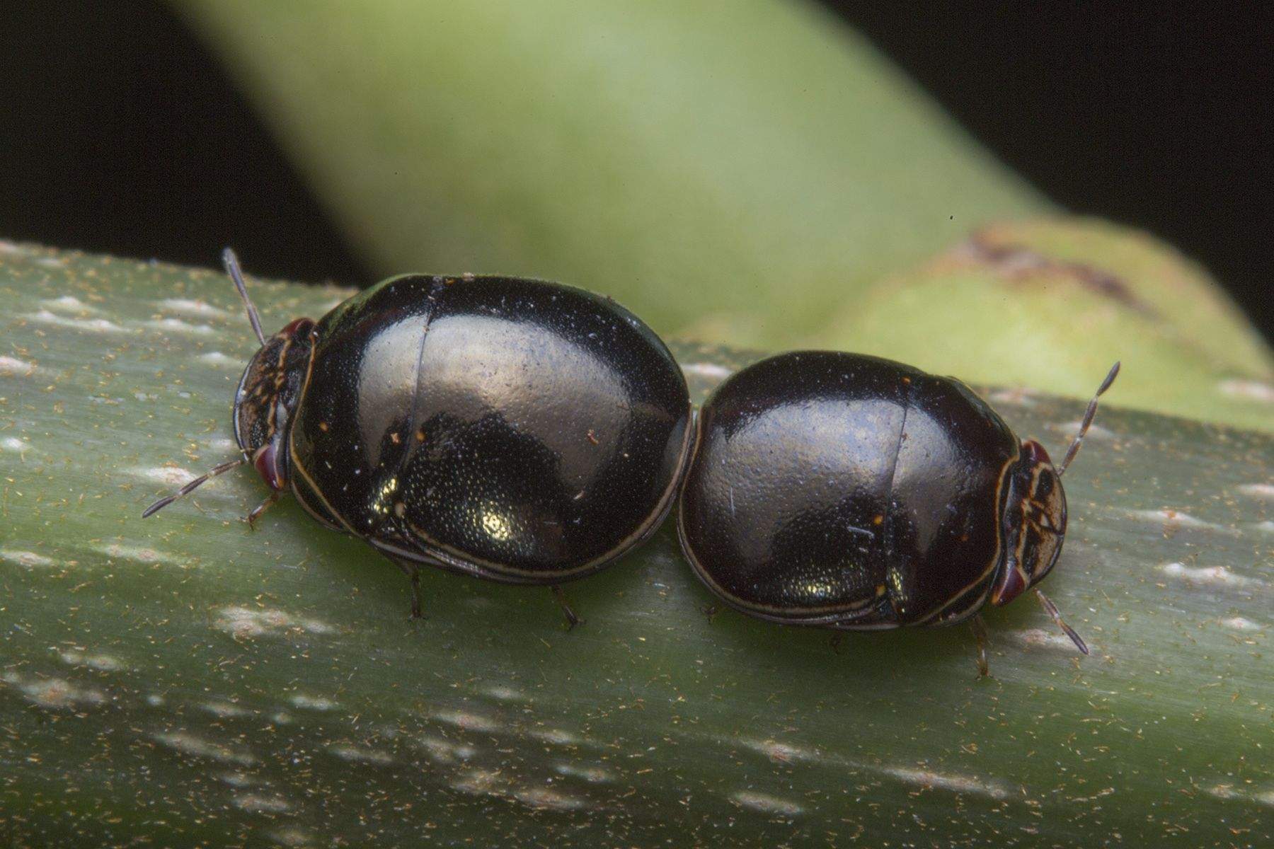 Brachyplatys vahlii