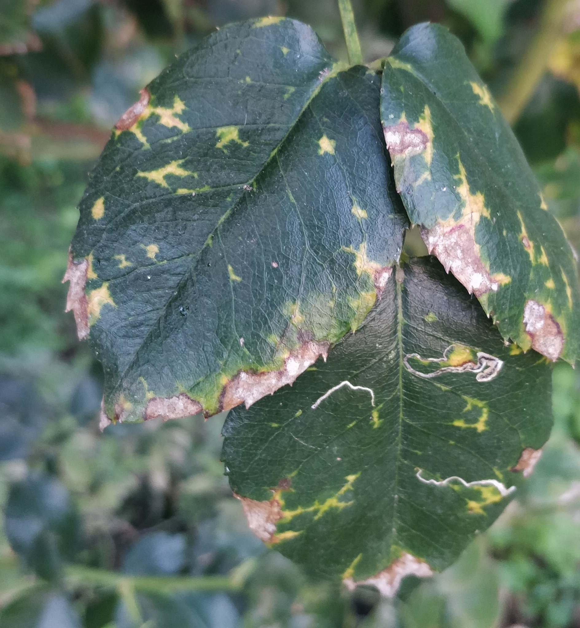 Prunus necrotic ringspot virus