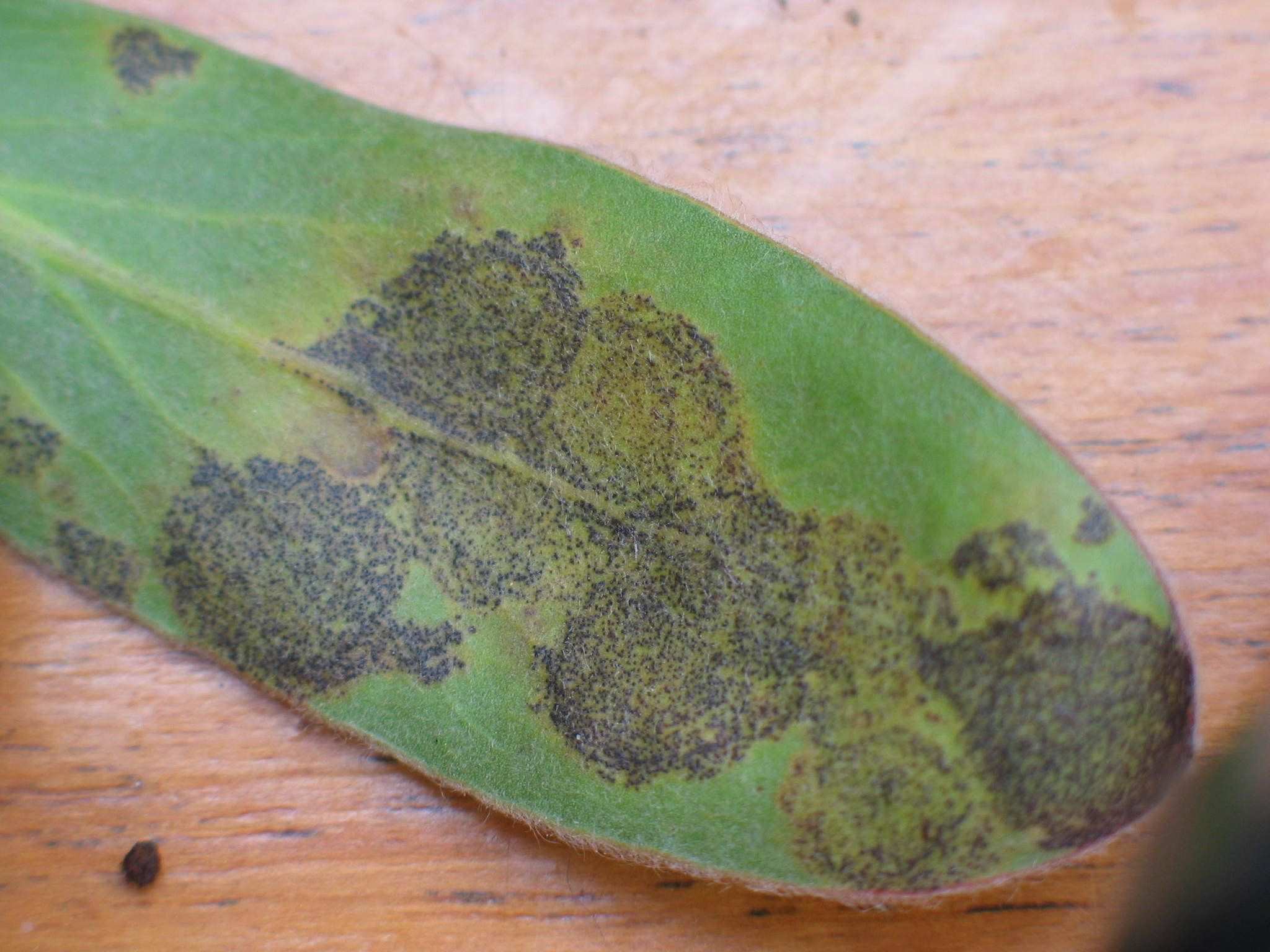 Mycosphaerella proteae