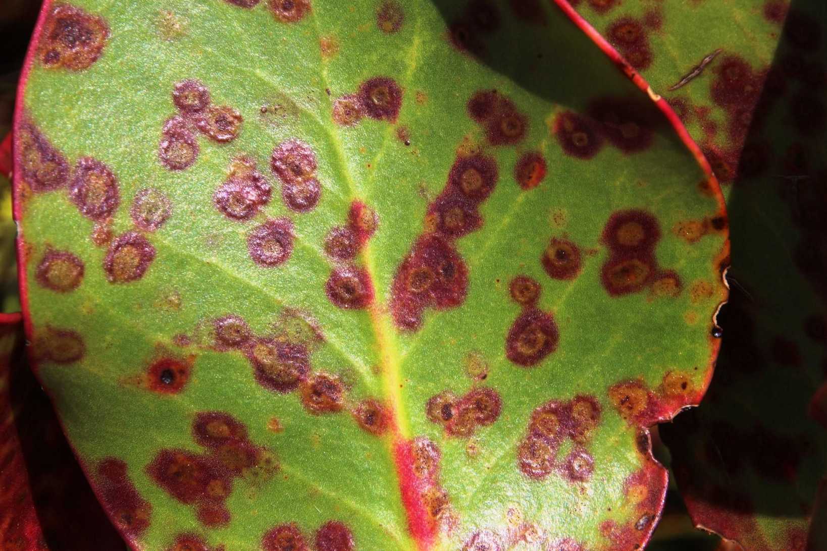 Mycosphaerella proteae