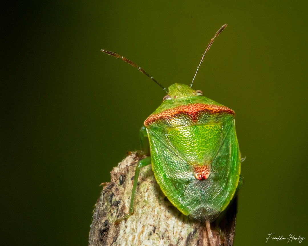 Cyptocephala