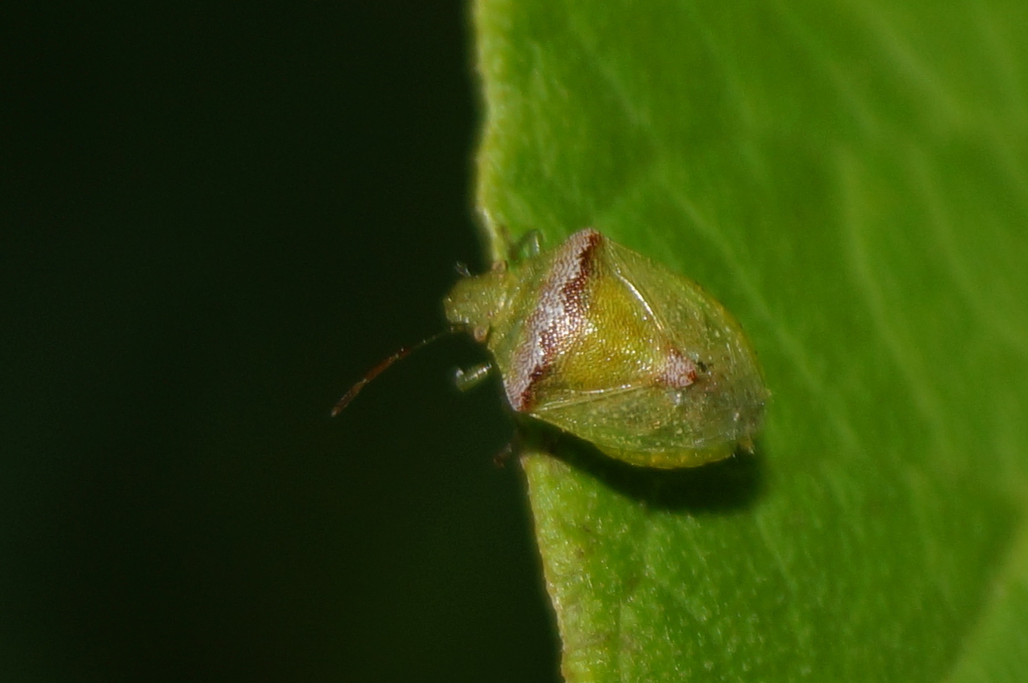 Cyptocephala