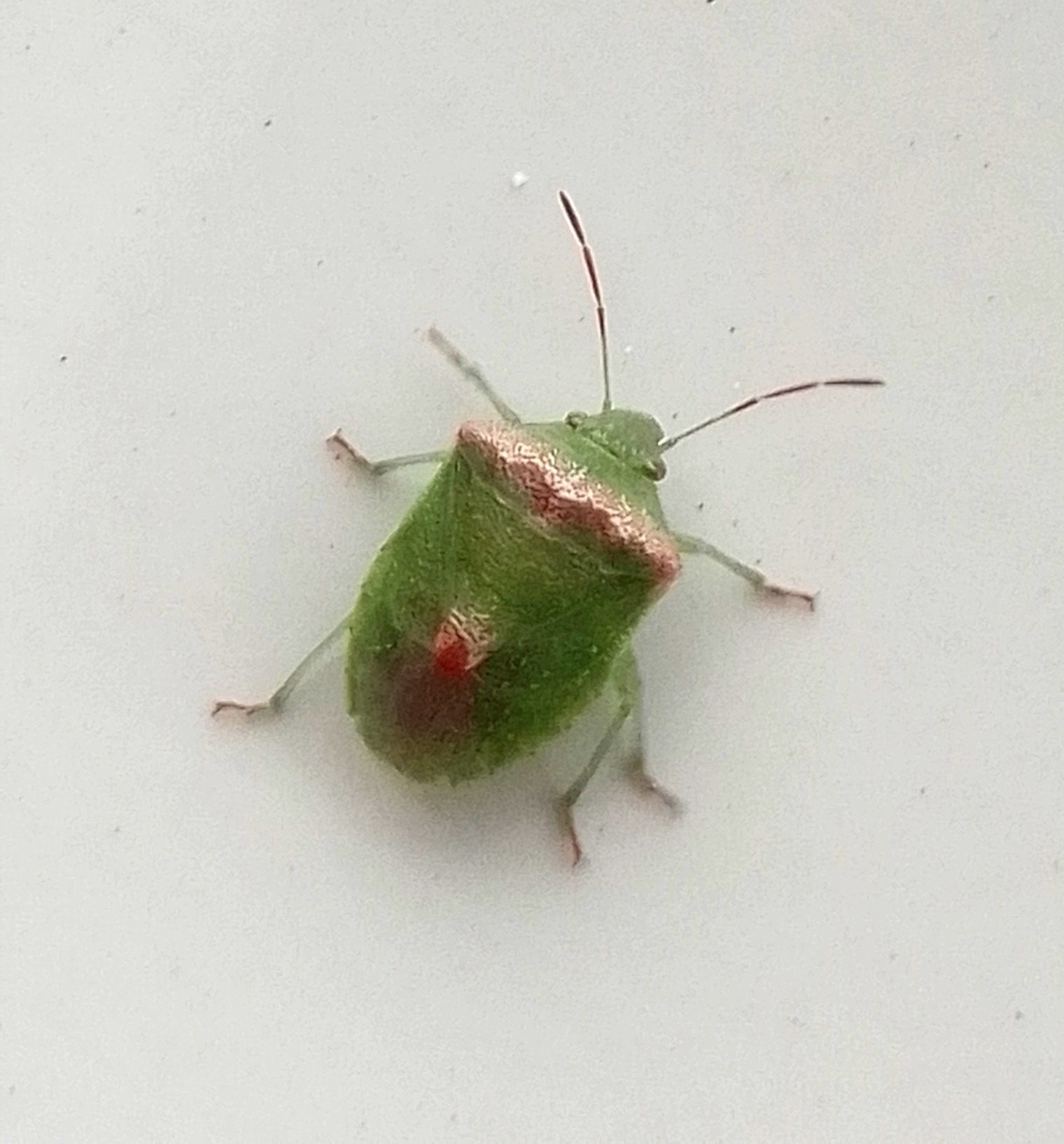 Cyptocephala
