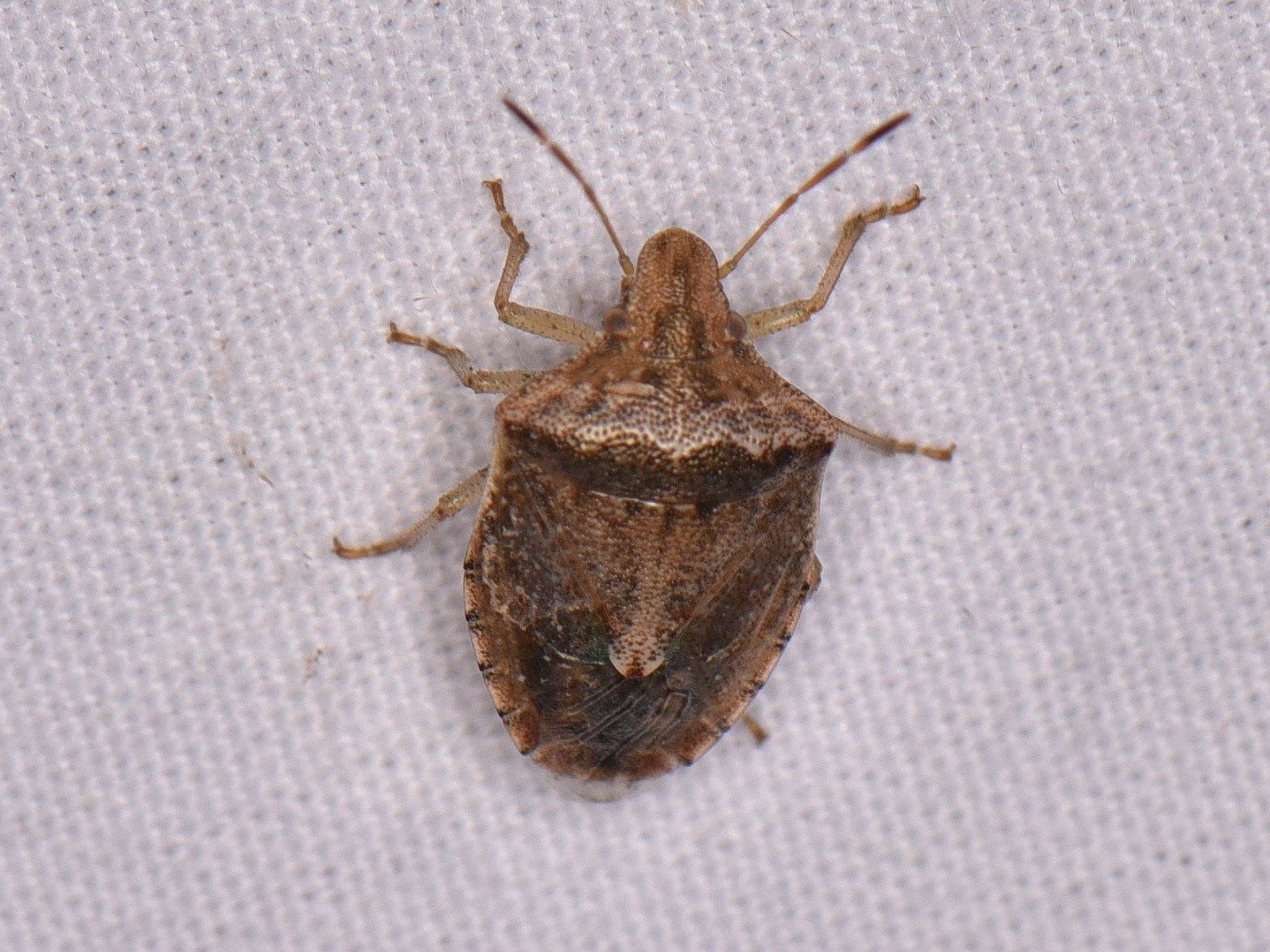 Cyptocephala
