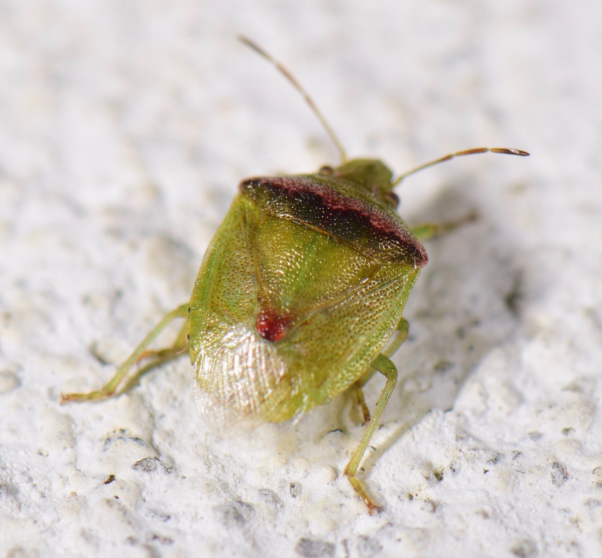 Cyptocephala