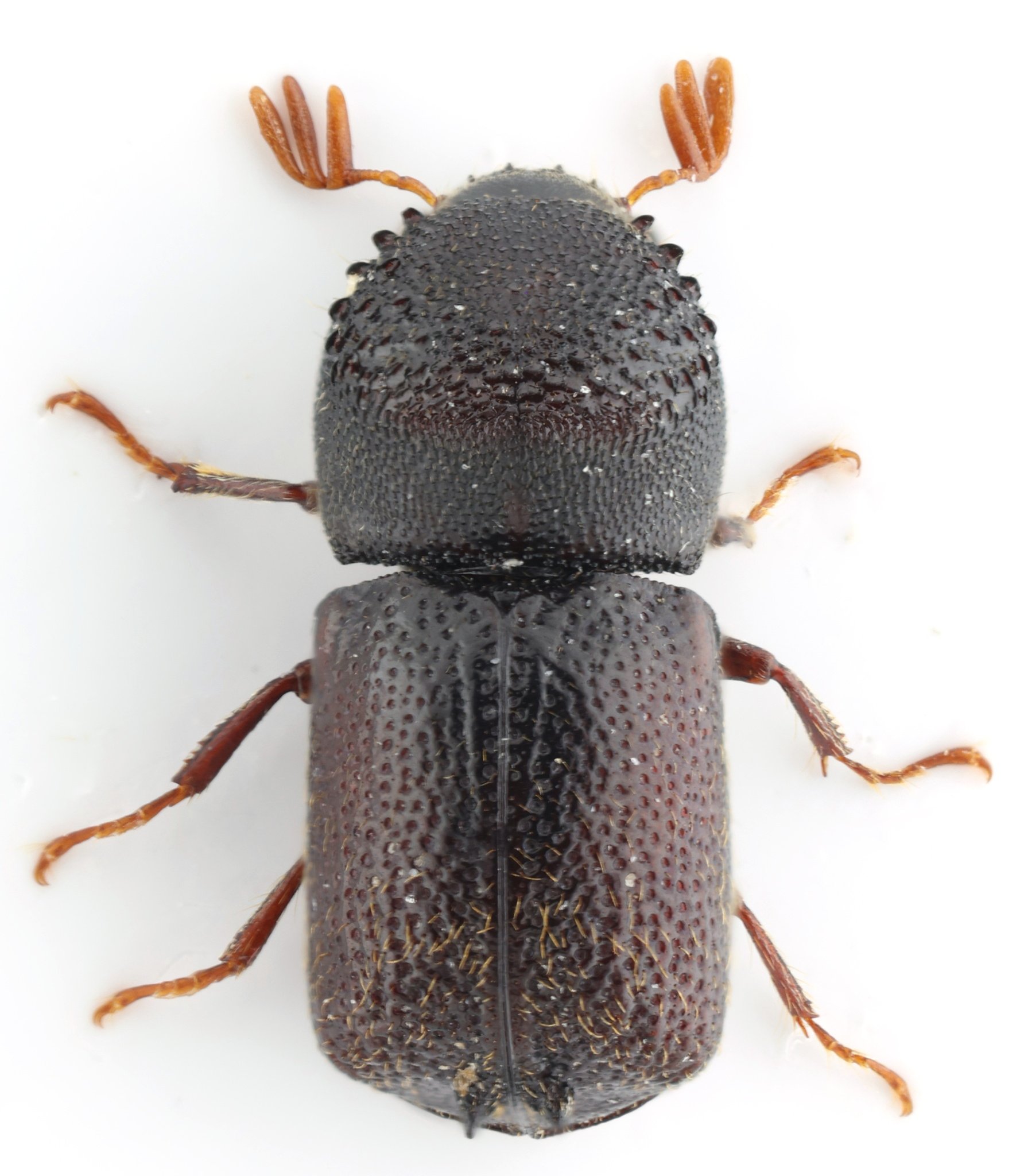 Sinoxylon unidentatum