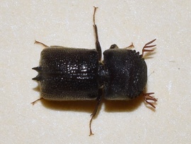 Sinoxylon unidentatum