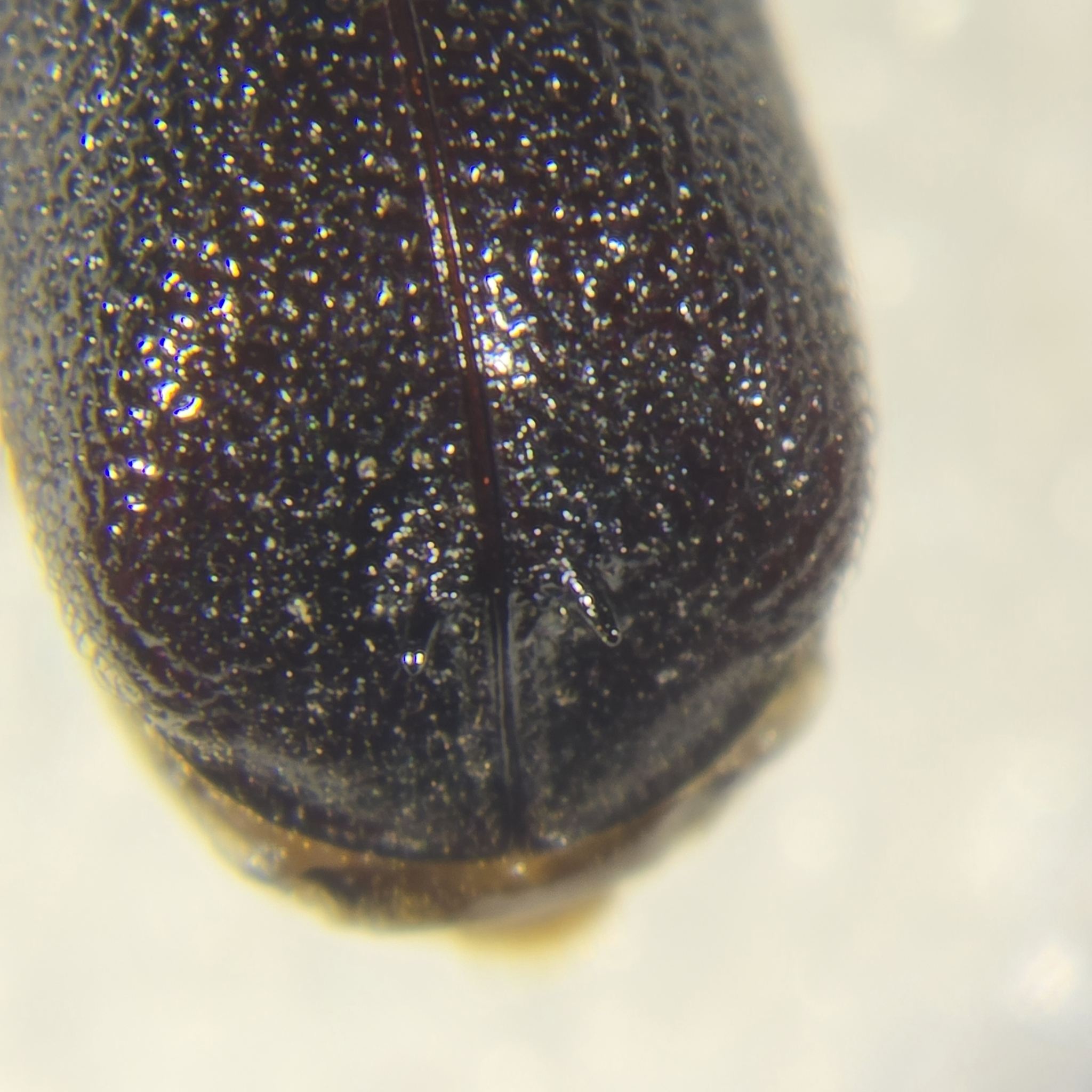 Sinoxylon unidentatum