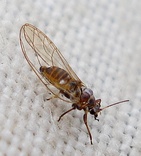 Bactericera albiventris